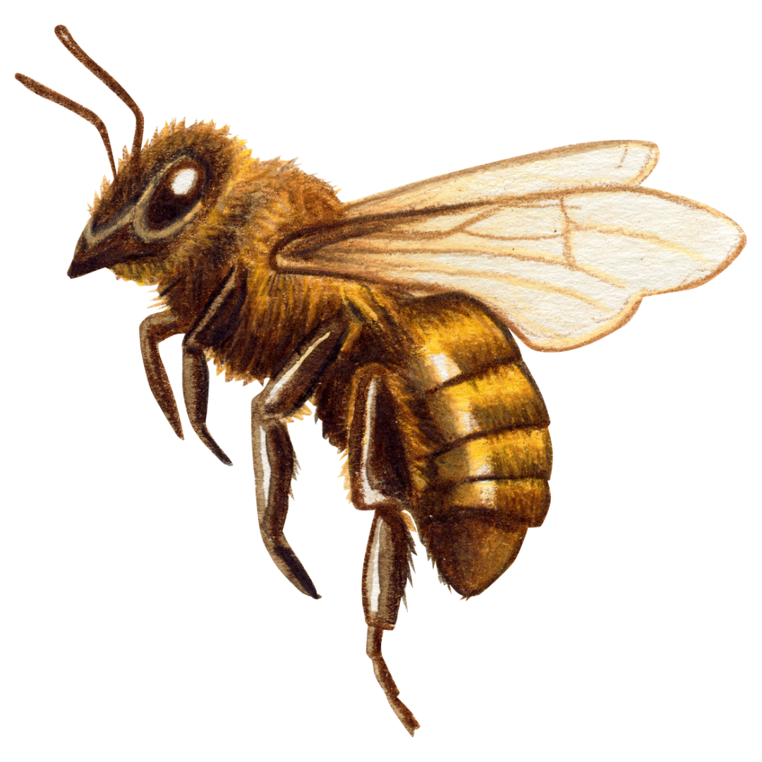Bee